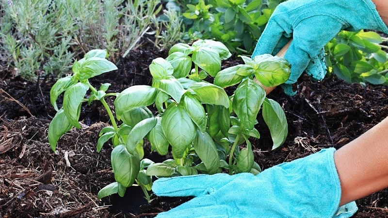 Planting, growing, outdoor care and propagation of basil