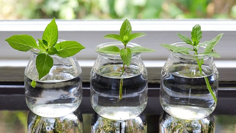 Planting, growing, outdoor care and propagation of basil