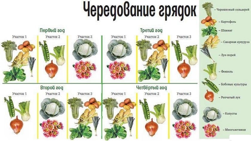 After which you can and cannot plant cabbage next year