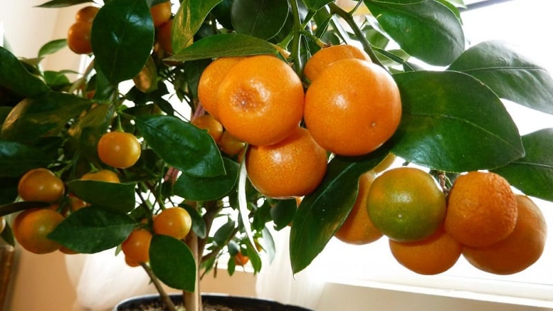 Rules for growing tangerines from seeds at home