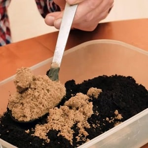 Rules for growing tangerines from seeds at home