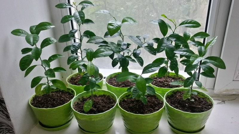 Rules for growing tangerines from seeds at home