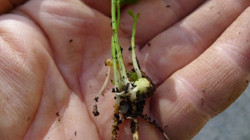 Rules for growing tangerines from seeds at home