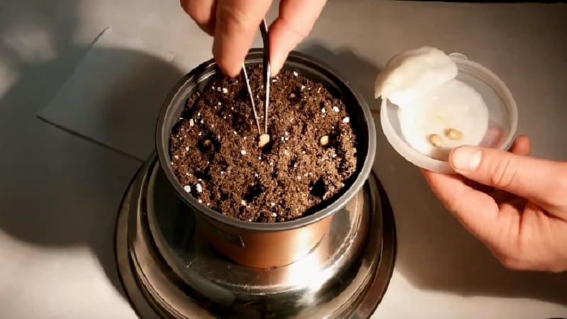 Rules for growing tangerines from seeds at home