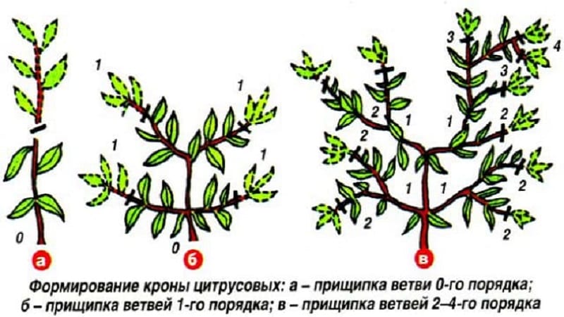 Rules for growing tangerines from seeds at home