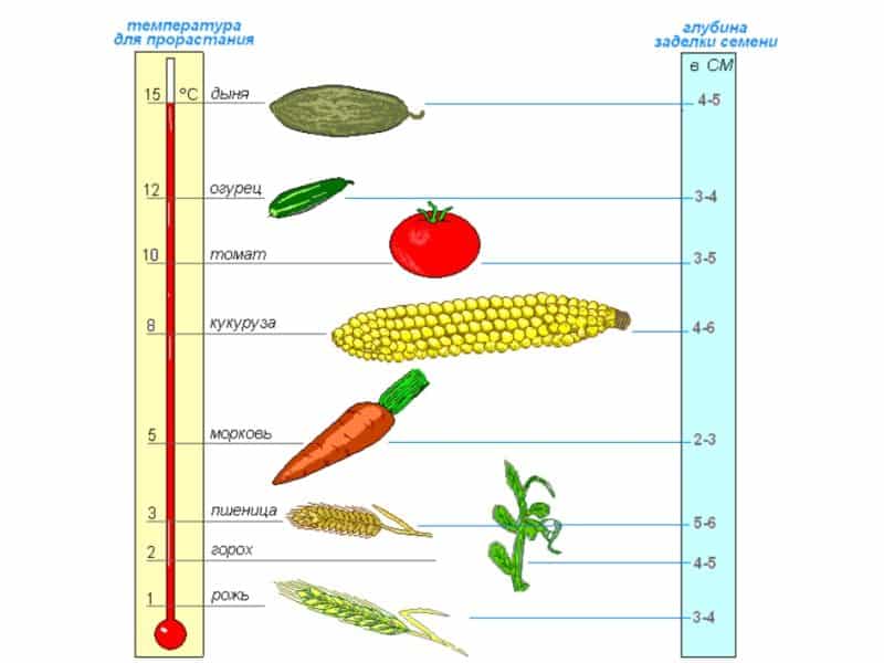 Optimal conditions for the growth of cereals: at what temperature does wheat germinate at home and in open ground
