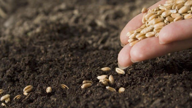 Optimal conditions for the growth of cereals: at what temperature does wheat germinate at home and in open ground