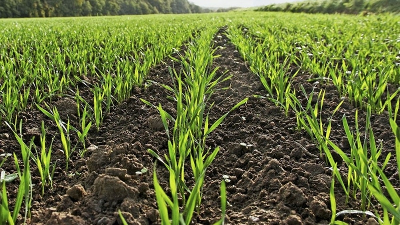 Proper feeding of winter wheat in spring: fertilizers and application rates