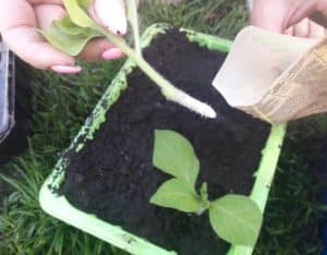 A guide to cutting petunia in the summer for novice gardeners
