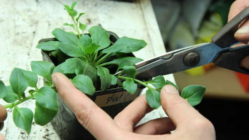 A guide to cutting petunia in the summer for novice gardeners
