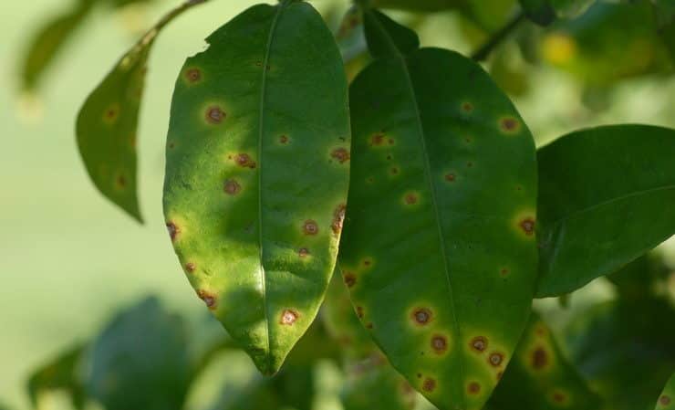 Pests and diseases of lemon: treatment and prevention at home
