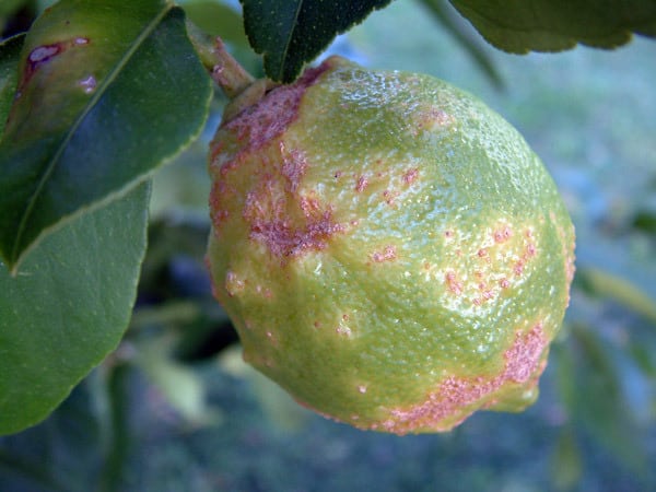 How to save tangerines from worms and diseases