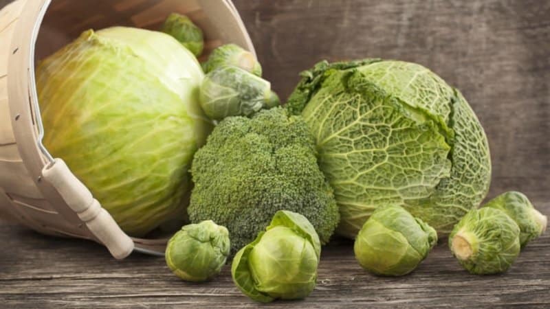 How to properly spend a fasting day on cabbage and how much weight you can lose