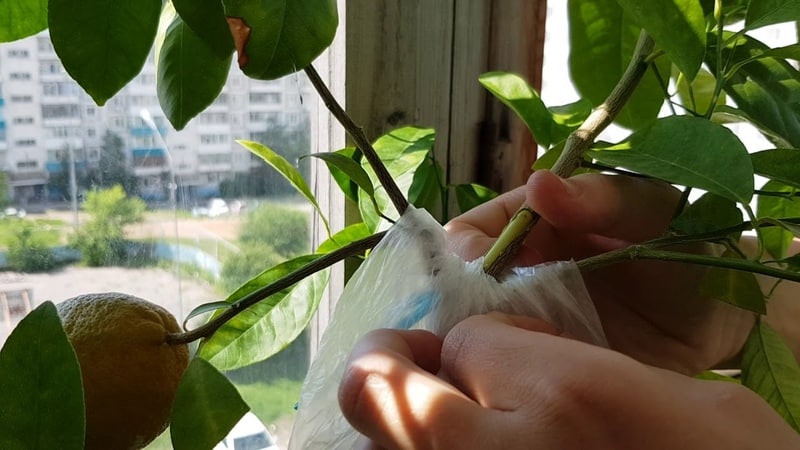 Lemon propagation by cuttings and growing at home