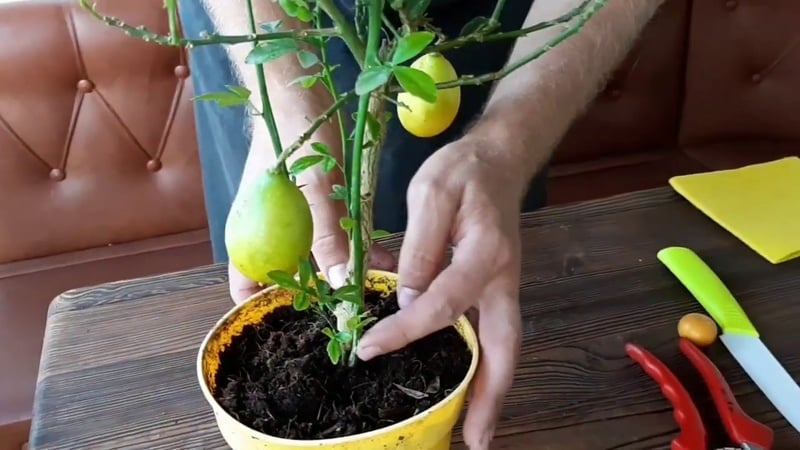 Lemon propagation by cuttings and growing at home