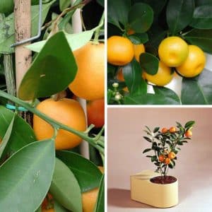 Rules for propagating tangerines by cuttings at home