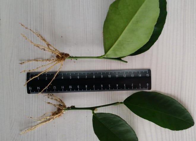 Rules for propagating tangerines by cuttings at home