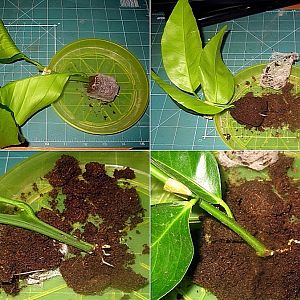 Rules for propagating tangerines by cuttings at home