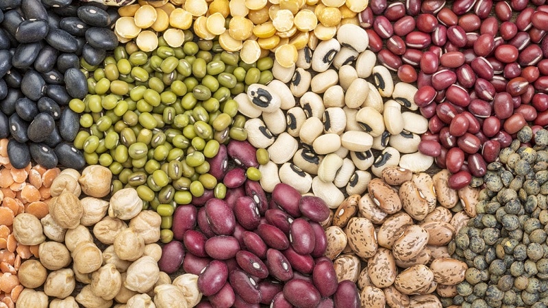 Varieties and varieties of beans: faba (garden), ornamental, large-fruited vegetable, fodder