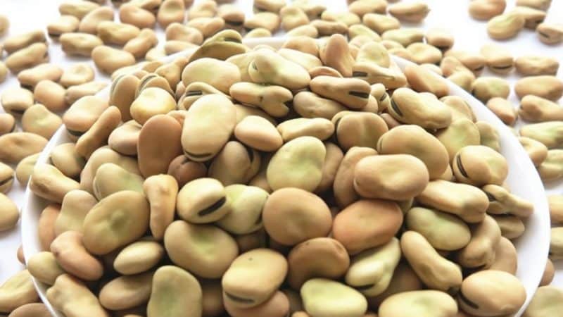Varieties and varieties of beans: faba (garden), ornamental, large-fruited vegetable, fodder