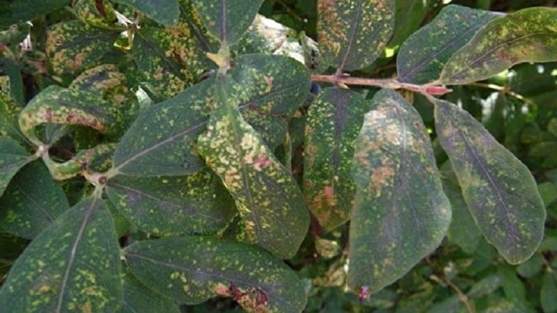 What to do if rust appears on honeysuckle leaves and how to treat it