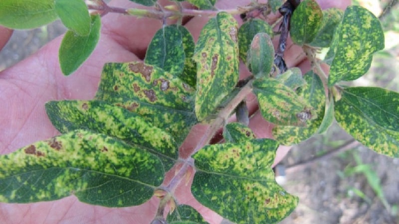 What to do if rust appears on honeysuckle leaves and how to treat it