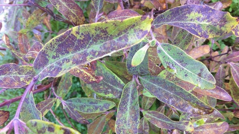 What to do if rust appears on honeysuckle leaves and how to treat it