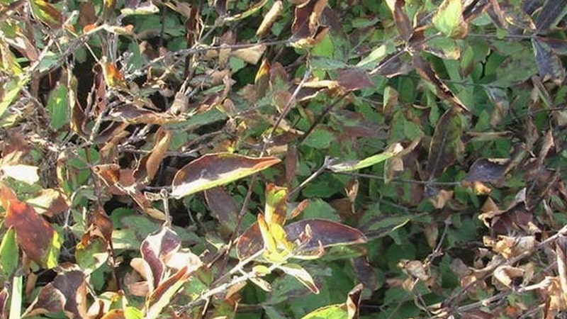 What to do if rust appears on honeysuckle leaves and how to treat it