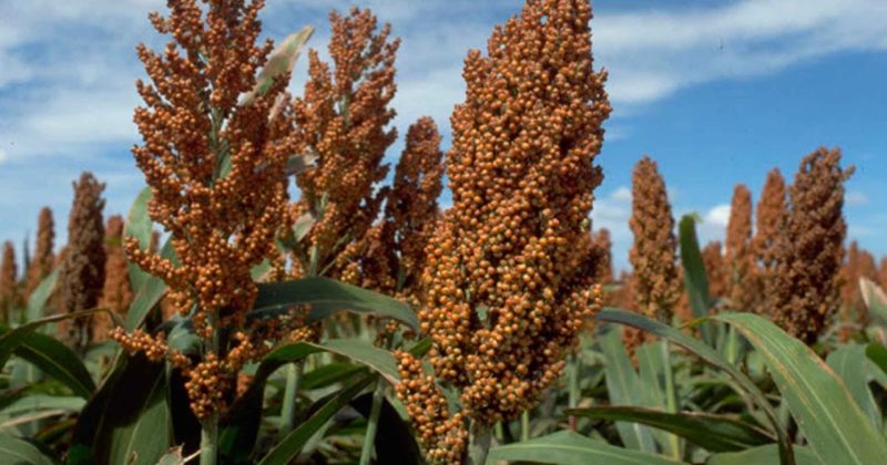 What is sweet sorghum, how is it grown and where is it used?