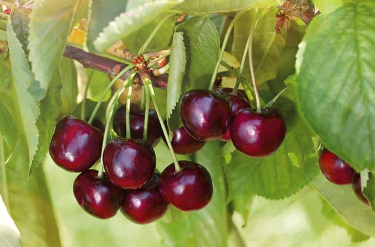 The best varieties of cherries for the Moscow region and a guide to their selection