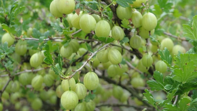 The main stages of caring for gooseberries in the spring after winter to get a good harvest