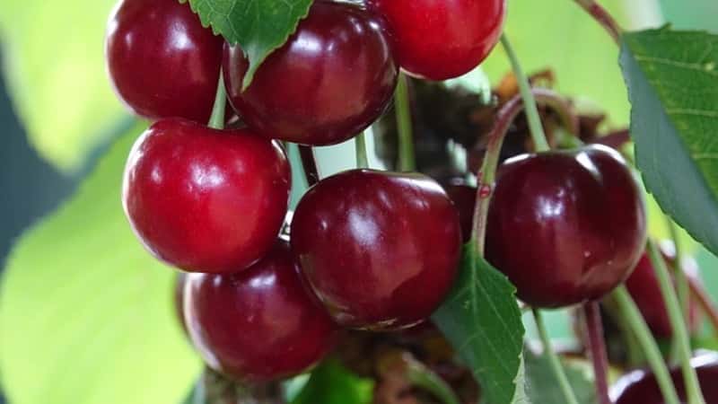 The most productive and delicious varieties of cherries