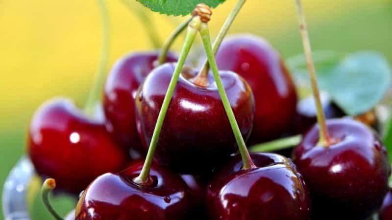 The best varieties of cherries for central Russia