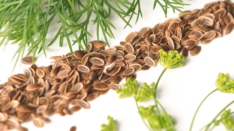 Incredible, but true: the healing properties of dill are stunning