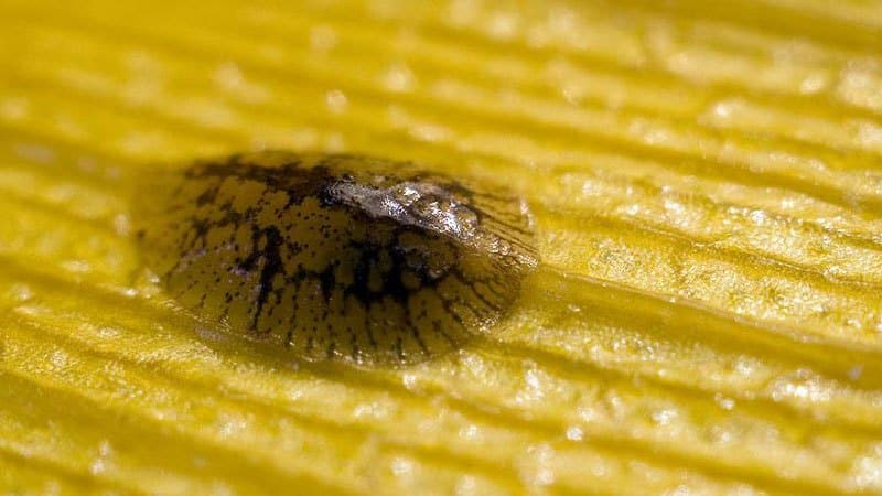Pests and diseases of lemon: treatment and prevention at home