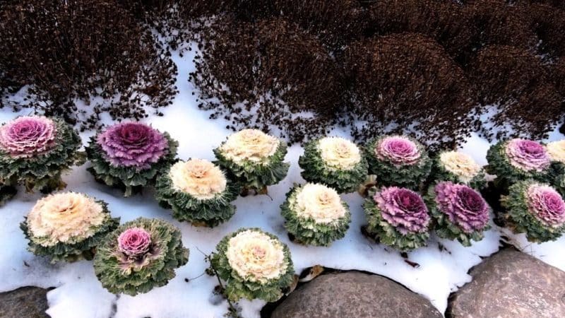 Is ornamental cabbage edible?