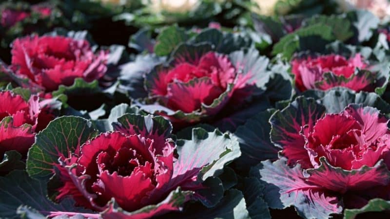 Is ornamental cabbage edible?