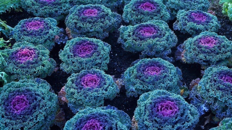 Is ornamental cabbage edible?