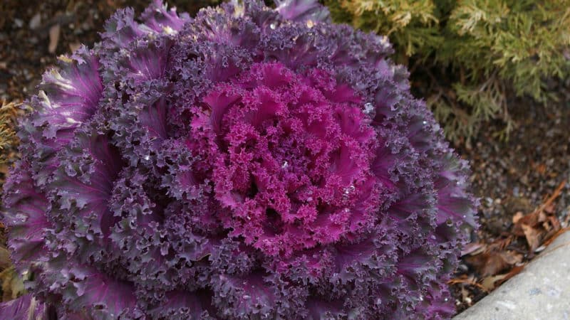 Is ornamental cabbage edible?