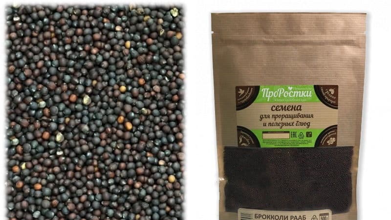 The benefits of broccoli sprouts and methods for germinating seeds