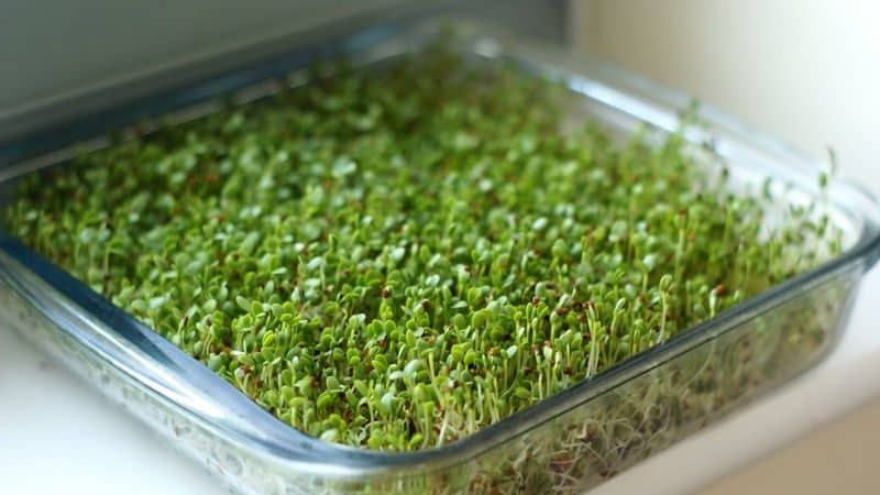 The benefits of broccoli sprouts and methods for germinating seeds