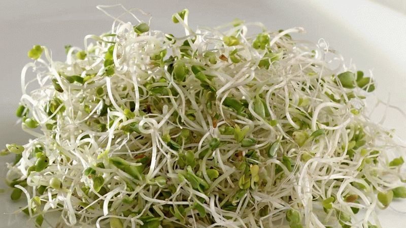 The benefits of broccoli sprouts and methods for germinating seeds