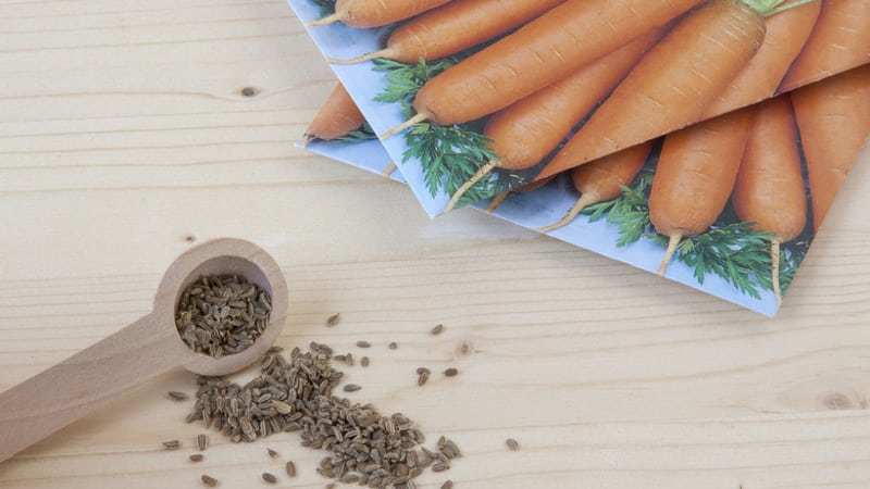 What types of carrot seeds are there, how to choose them correctly, plant them and grow them yourself