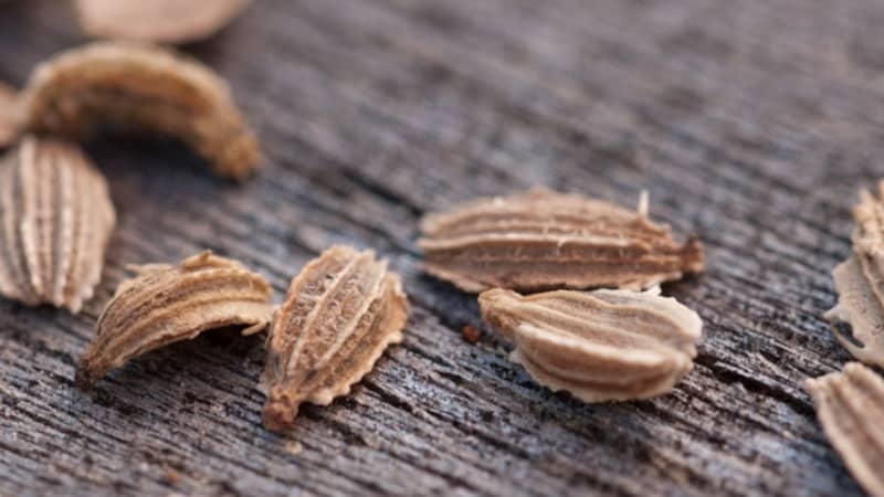 What types of carrot seeds are there, how to choose them correctly, plant them and grow them yourself