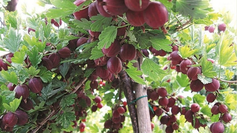 Sweet gooseberry variety with dark red berries Hinnonmaki Red