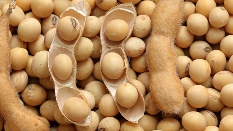 Soybeans - what are they and what do they look like?