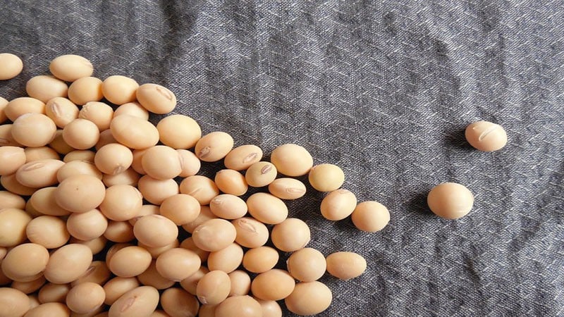 Soybeans - what are they and what do they look like?