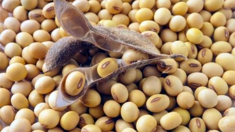 Soybeans - what are they and what do they look like?