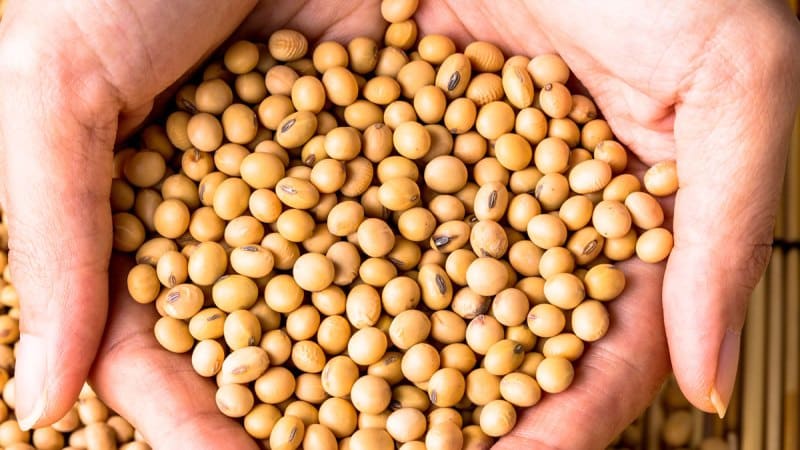 Soybeans - what are they and what do they look like?