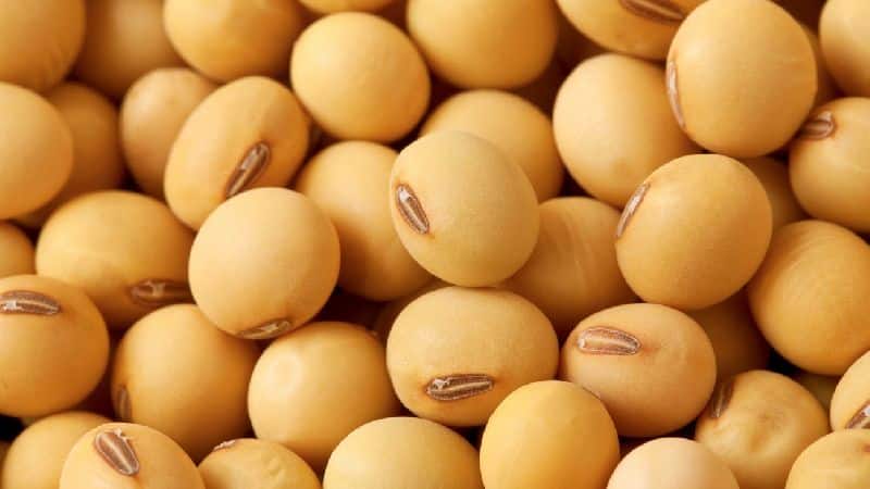 Soybeans - what are they and what do they look like?